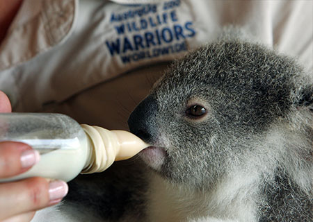 PMC Property Buyers - Australia Zoo Wildlife Warriors